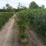 30 Laurier Prunus laurocerasus ‘Novita’ 150-175 centimeter